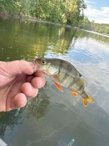 European Perch