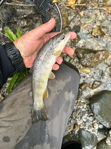 Brown Trout