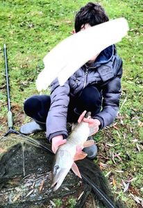 Northern Pike