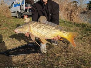 Common Carp