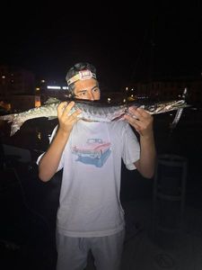 Great Barracuda