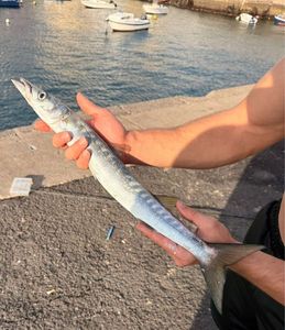 Yellowmouth Barracuda