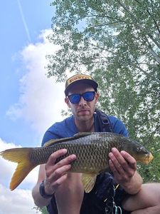 Common Carp