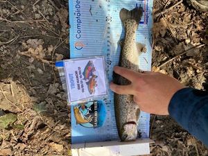 Rainbow Trout
