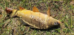 Leather Carp