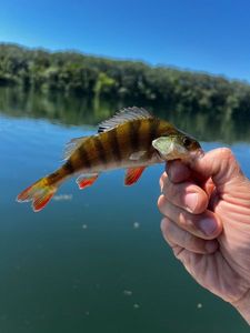European Perch