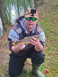 Brown Trout
