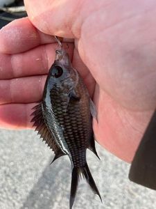 Damselfish