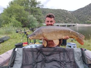 Common Carp