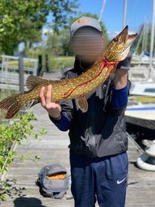 Northern Pike