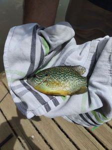 Green Sunfish
