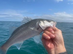 European Bass (Seabass)