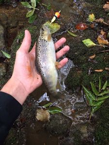 Brown Trout