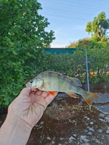European Perch