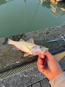European Bass (Seabass)