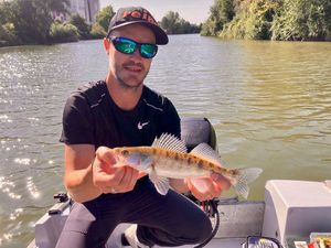 Zander