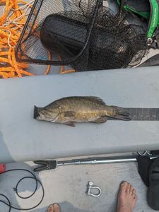 Smallmouth Bass