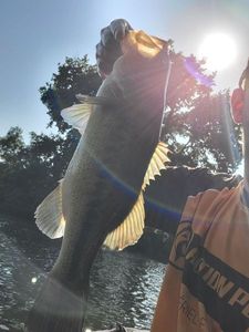Largemouth Bass