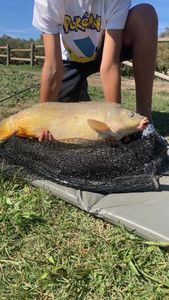 Mirror Carp