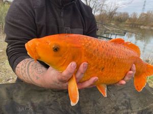 Koï Fish