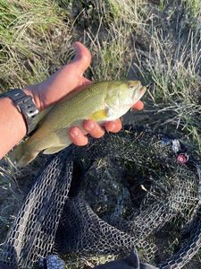 Largemouth Bass