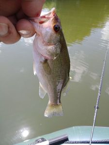 Largemouth Bass