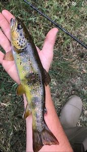 Brown Trout