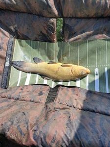 Tench