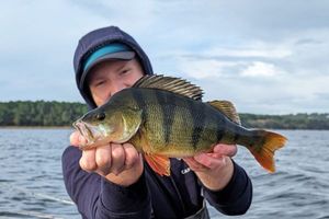 European Perch