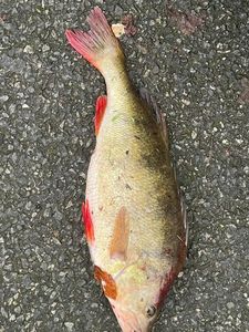 European Perch