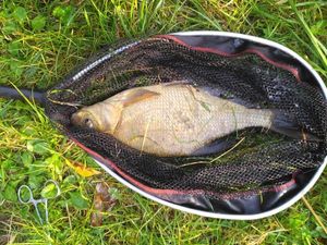 Common Bream