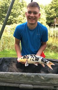 Koï Fish