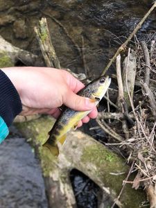Brown Trout