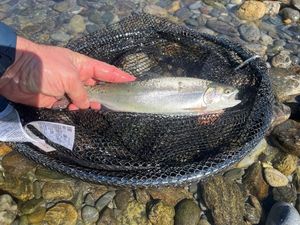 Rainbow Trout