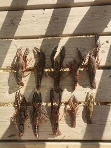 Red Swamp Crayfish