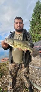Largemouth Bass