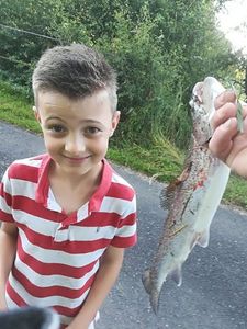Rainbow Trout
