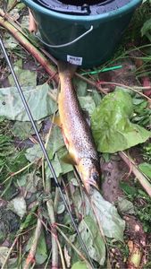 Brown Trout