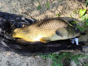 Common Carp