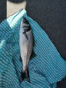 European Bass (Seabass)