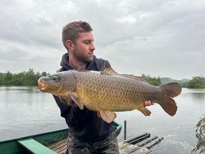 Common Carp
