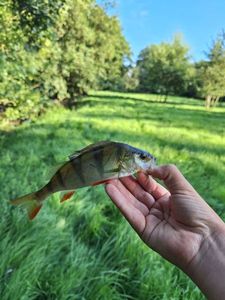European Perch