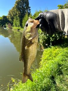 Largemouth Bass