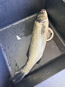 European Bass (Seabass)