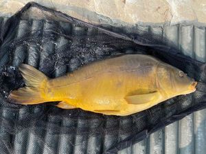 Mirror Carp