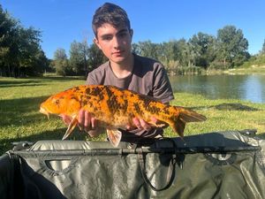 Koï Fish