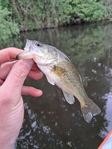 Largemouth Bass