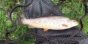 Brown Trout