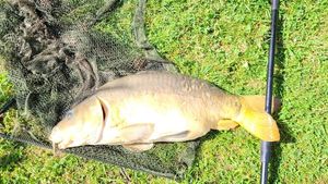 Mirror Carp