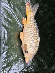 Mirror Carp